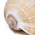 Fig Shell - Seashell