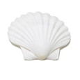 Great Scallop - Seashell