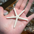 White Linkia Starfish - 3"