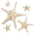 Knobby Star - Seashell