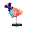 Anatomical Snap-Together Kit, Heart, Original - Thumbnail