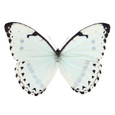 Mint Morpho Butterfly - Morpho catenarius argentines