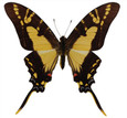 Yellow Swordtail Butterfly - Eurytides thyastes - Unframed Specimen