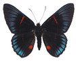 Metalmark Butterfly - Necyria duellona (Topside)