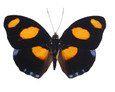 Blue-Frosted Banner Butterfly - Catonephele numilia