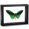 Common Green Birdwing - Ornithoptera priamus poseidon (Topside)