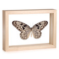 Linnaeus' Idea Butterfly - Idea idea idea