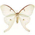 Luna Moth - Actias luna