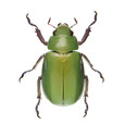 Beyer's Scarab Beetle - Chrysina beyeri