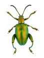 Frog-Legged Beetle - Sagra femorata - Green