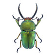 Stag Beetle - Lamprima adolphinae