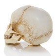 Child Skull Profile