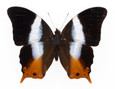 Palla Butterfly - Palla violinitens - Unframed