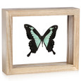 Green-Patch Swallowtail Butterfly - Papilio Phorcas - Natural Frame