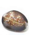 Snake's Head Cowrie - Close Up