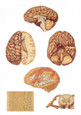 Human Central Nervous System - Poster