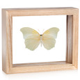 Anteos clorinde (Underside) - Natural Frame