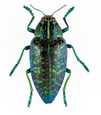 Metallic Blue Wood-boring Beetle - Unframed