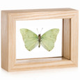 Mint Leaf-wing Butterfly - Charaxes eupale (Topside) - Natural Finish