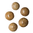 Fossil Sea Urchin (Pygurus sp.)