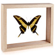 The King Swallowtail Butterfly - Papilio thoas (Topside) - Natural Frame