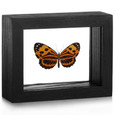 Metalmark Butterfly - Stalachtis calliope black finish