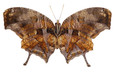 Tiger Leaf wing Butterfly- Consul fabius (Underside) - Unframed Specimen