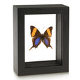 Daggerwing Butterfly - Marpesia marcella - Black framed