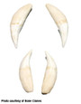 Replica Lion Tooth - Panthera Leo