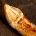 Fossil Cave Bear Tooth - Incisor Close Up