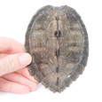 Map Turtle Shell