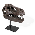 Replica T Rex Skull Small - Thumbnail