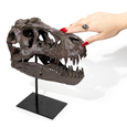 Replica T Rex Skull Large - Thumbnail