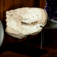 Oreodont Skull - Thumbnail