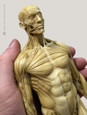 Mini Muscular Anatomical Figure, Male - Hand held