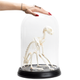 Cat Skeleton in Glass Dome