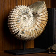 Ridged Ammonite - Thumbnail