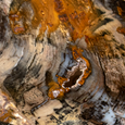 Petrified Palm Wood Slice - Closeup