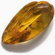 Mosquito Encased in Baltic Amber 14g - Thumbnail