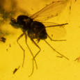 Fly Encased in Baltic Amber - Right Side