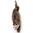 Hanging Virginia Opossum Taxidermy - Thumbnail