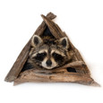 Raccoon in a Den Taxidermy - Thumbnail