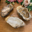 Petrified Wood Display Dish