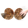 Extra Large Ammonite Pair - Scale