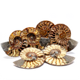 Extra Large Ammonite Pair - Variety