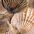 Fossil Clams in Matrix - Closeup