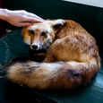 Red Fox Lying Down - Scale