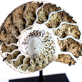 Pyritized Ammonite Pair - 2.5" - Closeup