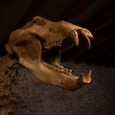 Cave Bear Skeleton Skull Close up