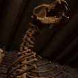 Cave Bear Skeleton Skull and shoulder